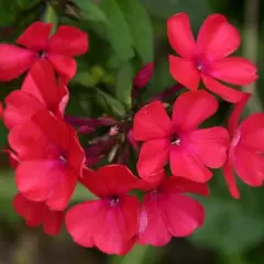 PHLOX paniculata 'Starfire' - Phlox paniculé 'Starfire'