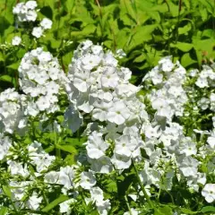 PHLOX paniculata 'White Admiral' - Phlox paniculé 'White Admiral'