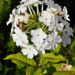 PHLOX paniculata 'White Admiral' - Phlox paniculé 'White Admiral'