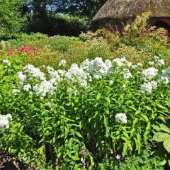 PHLOX paniculata 'White Admiral' - Phlox paniculé 'White Admiral'