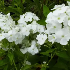 PHLOX paniculata 'White Admiral' - Phlox paniculé 'White Admiral'