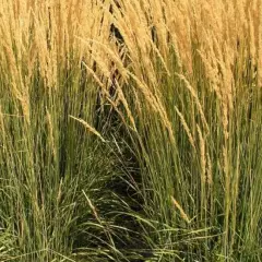 CALAMAGROSTIS acutiflora 'Karl Foerster' - Graminée, Calamagrostide