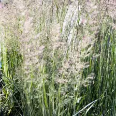 CALAMAGROSTIS acutiflora 'Karl Foerster' - Graminée, Calamagrostide