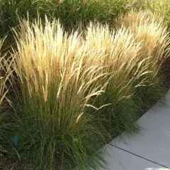 CALAMAGROSTIS acutiflora 'Karl Foerster' - Graminée, Calamagrostide