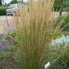 CALAMAGROSTIS acutiflora 'Overdam'