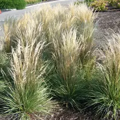 CALAMAGROSTIS acutiflora 'Overdam'