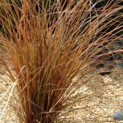 CAREX buchananii