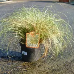 CAREX comans 'Frosted Curls' - Graminée, Laîche