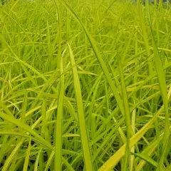 CAREX elata 'Aurea'