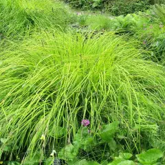 CAREX elata 'Aurea'