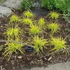 CAREX elata 'Aurea'