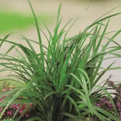 CAREX foliosissima 'Irish Green'