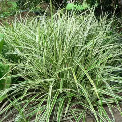 CAREX morrowii 'Ice Dance' - Graminée, Laîche