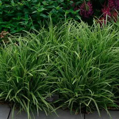 CAREX morrowii 'Ice Dance' - Graminée, Laîche