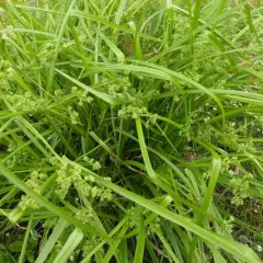 CAREX grayi - Graminée, Laîche