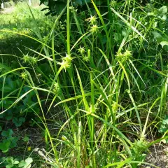 CAREX grayi - Graminée, Laîche