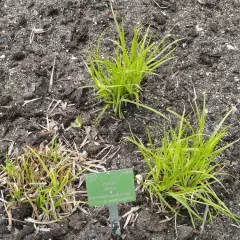 CAREX grayi - Graminée, Laîche