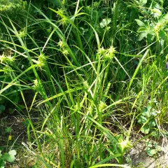 CAREX grayi - Graminée, Laîche