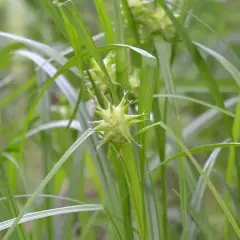 CAREX grayi - Graminée, Laîche