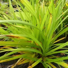 CAREX pendula - Graminée, Laîche