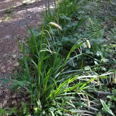 CAREX pendula - Graminée, Laîche