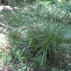 CAREX pendula - Graminée, Laîche