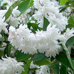 DEUTZIA magnifica - Deutzie à fleurs blanches