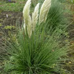 CORTADERIA selloana 'Pumila' - Herbe de la pampa naine