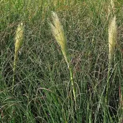 CORTADERIA selloana 'Pumila' - Herbe de la pampa naine