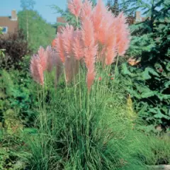 CORTADERIA selloana 'Rosea' - Herbe de la Pampa rose