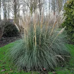 CORTADERIA selloana - Herbe de la pampa blanche