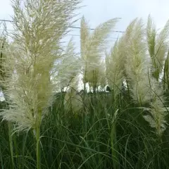 CORTADERIA selloana - Herbe de la pampa blanche