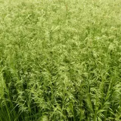 DESCHAMPSIA cespitosa 'Goldschleier'