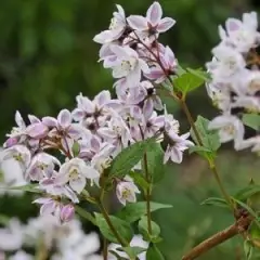 DEUTZIA kalmiiflora - Deutzia