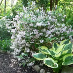 DEUTZIA kalmiiflora - Deutzie à fleurs roses