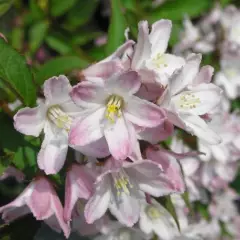 DEUTZIA kalmiiflora - Deutzie à fleurs roses