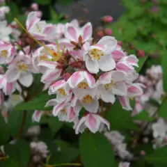 DEUTZIA kalmiiflora - Deutzie à fleurs roses