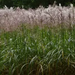 MISCANTHUS sinensis 'Malepartus' - Graminée, Eulalie 'Malepartus'