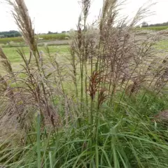 MISCANTHUS sinensis 'Rotsilber' - Eulalie 'Rotsilber'