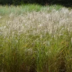 MISCANTHUS sinensis 'Sarabande'