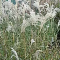 MISCANTHUS sinensis 'Silberfeder'