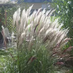 MISCANTHUS sinensis 'Silberfeder'