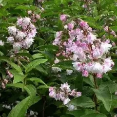 DEUTZIA scabra 'Codsall Pink' - Deutzie à fleurs roses