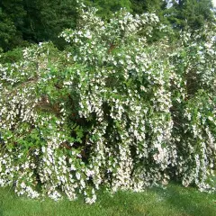 DEUTZIA scabra 'Codsall Pink' - Deutzie à fleurs roses