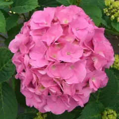 HYDRANGEA 'Rose' - Hortensia Rose