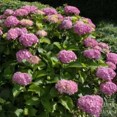 HYDRANGEA 'Rose' - Hortensia Rose