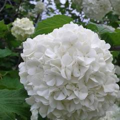 HYDRANGEA 'Blanc' - hortensia