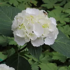 HYDRANGEA 'Blanc' - hortensia