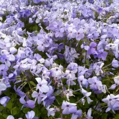 PHLOX stolonifera 'Blue Ridge' - Phlox rampant 'Blue Ridge'