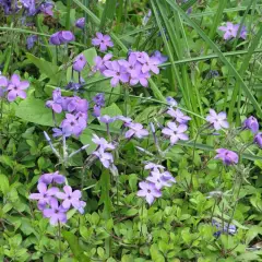 PHLOX stolonifera 'Blue Ridge' - Phlox rampant 'Blue Ridge'